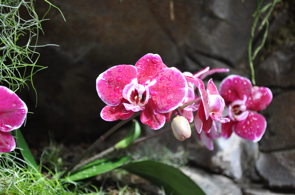Pink orchids at RHS Wisley.