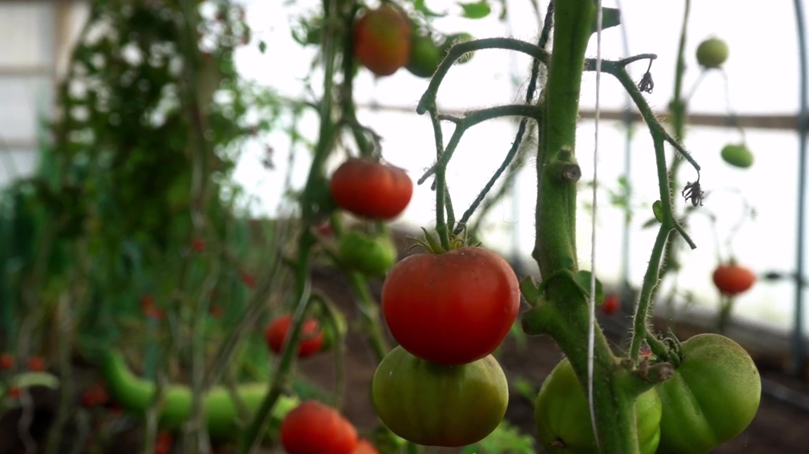 Tomatoes growing at Garden Organic in shades of red and green.