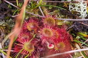 Photograph shows a close up of stunning pink sundews - a carniverous plant found in peatlands, like Munsary, where this photograph was taken.