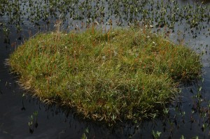 Photograph shows a little peat island in the water, in Dubh Lochan, Munsary Peatlands Nature Reserve